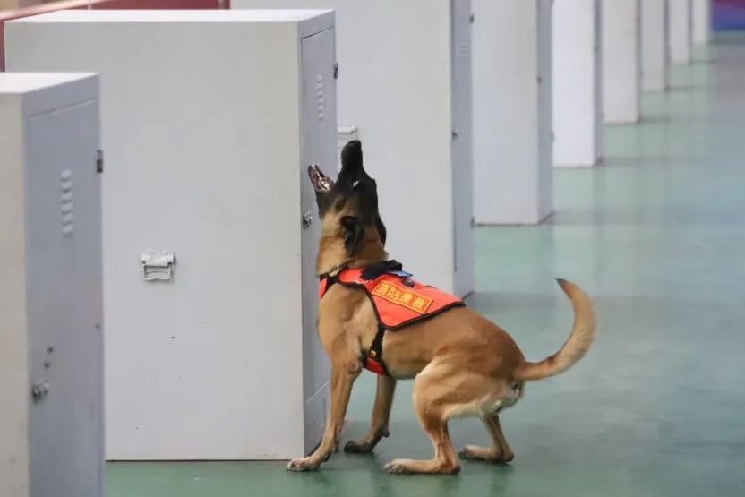 速来围观丨全国消防搜救犬比武，今日开始！